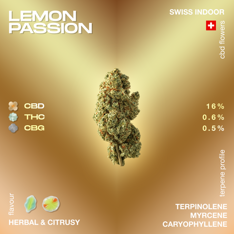Image of Lemon Passion CBD flower with 16% CBD, 0.6% THC, and 0.5% CBG, featuring herbal and citrusy flavors and terpenes like terpinolene, myrcene, and caryophyllene.