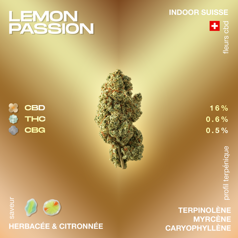 Fleur de CBD Lemon Passion avec 16% de CBD, 0,6% de THC, et 0,5% de CBG, saveur herbacée et citronnée, profil terpénique avec terpinolène, myrcène et caryophyllène.