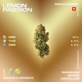 Fiore di cannabis Lemon Passion con profilo terpenico di terpinolene, mircene e cariofillene, gusto erbaceo e agrumato, CBD 16%, THC 0,6%, CBG 0,5%.