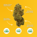 Fiore di CBD Lemon Passion con nota agrumata intensa, tagliato a mano, coltivato indoor in Svizzera, essiccato delicatamente, <16% CBD, <0,6% THC.