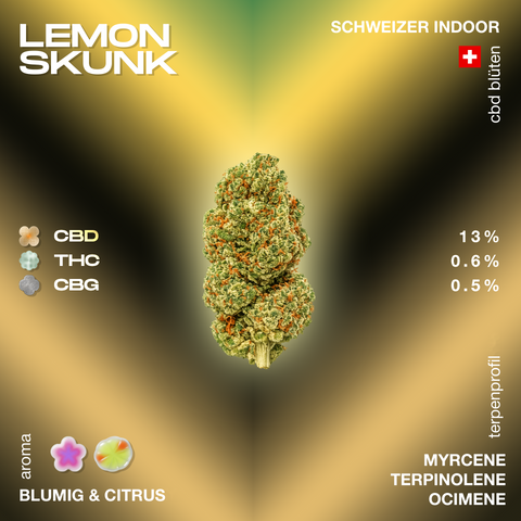 Lemon Skunk CBD-Blüte mit 13% CBD, 0.6% THC und 0.5% CBG, blumig und citrus Aroma, Schweizer Indoor-Anbau, Terpenprofil: Myrcene, Terpinolene, Ocimene.