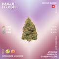 Bourgeon de cannabis Maui Kush avec des pourcentages de CBD, THC et CBG, saveur citronnée et sucrée, et profil terpénique incluant myrcène, bisabolol et caryophyllène.