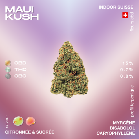 Bourgeon de cannabis Maui Kush avec des pourcentages de CBD, THC et CBG, saveur citronnée et sucrée, et profil terpénique incluant myrcène, bisabolol et caryophyllène.