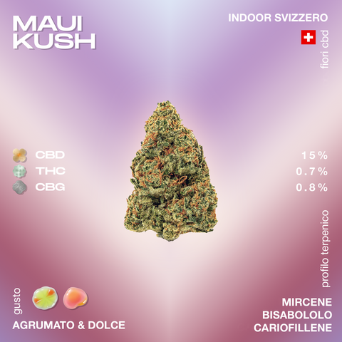 Fiore di cannabis Maui Kush con profilo terpenico di mircene, bisabololo e cariofillene, gusto agrumato e dolce, con 15% CBD, 0.7% THC, 0.8% CBG.