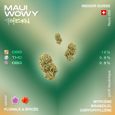 Trois fleurs de cannabis Maui Wowy Popcorn avec des pourcentages de CBD, THC et CBG sur un fond vert dégradé, saveur florale et épicée indiquée.