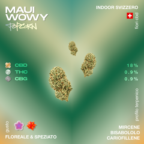 Confezione di fiori CBD Maui Wowy Popcorn con informazioni su gusto floreale e speziato, profilo terpenico e percentuali di CBD, THC e CBG.