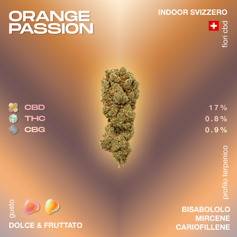 Fiore di cannabis Orange Passion con profilo terpenico dolce e fruttato, contenente 17% CBD, 0,8% THC e 0,9% CBG, coltivato indoor in Svizzera.