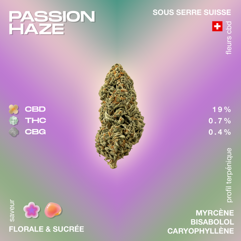 Fleur de CBD Passion Haze avec 19% de CBD, 0,7% de THC et 0,4% de CBG, saveur florale et sucrée, cultivée sous serre en Suisse.