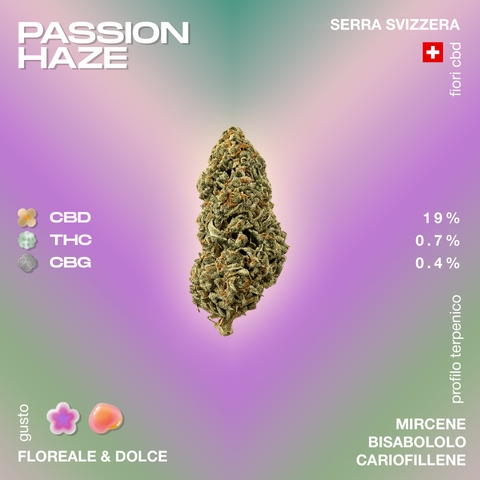 Fiore di cannabis Passion Haze con profilo terpenico di mircene, bisabololo e cariofillene, gusto floreale e dolce, CBD 19%, THC 0,7%, CBG 0,4%.