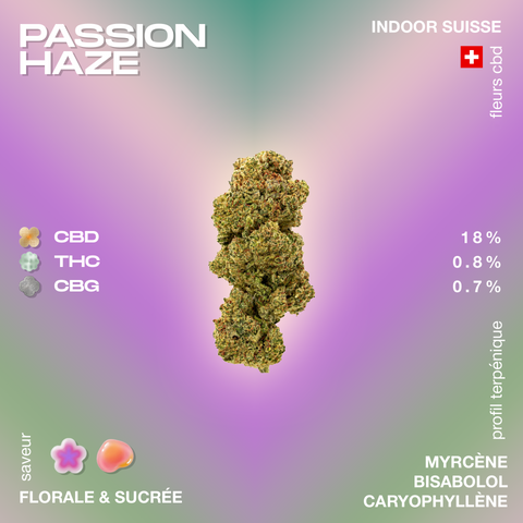 Fleurs de CBD Passion Haze avec un profil floral et sucré, contenant 18 % de CBD, 0,8 % de THC et 0,7 % de CBG, cultivées en intérieur en Suisse.