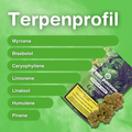 Profil terpénique vert des fleurs de CBD Passion Haze, présente myrcène, bisabolol, caryophyllène, limonène, linalol, humulène, pinène avec emballage.