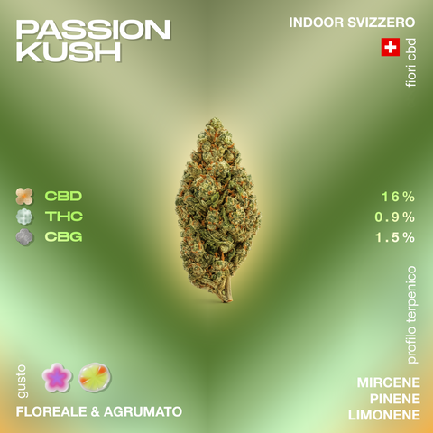 Fiore di cannabis Passion Kush con profilo terpenico di mircene, pinene e limonene, gusto floreale e agrumato, CBD 16%, THC 0,9%, CBG 1,5%.