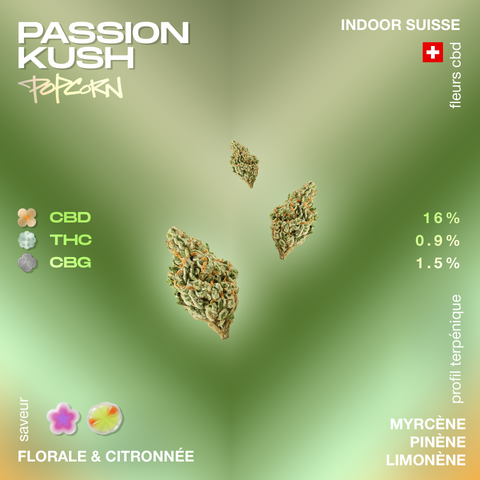 Passion Kush Popcorn avec des fleurs de CBD, saveur florale et citronnée, profil terpénique avec myrcène, pinène, limonène, 16% CBD, 0.9% THC, 1.5% CBG.