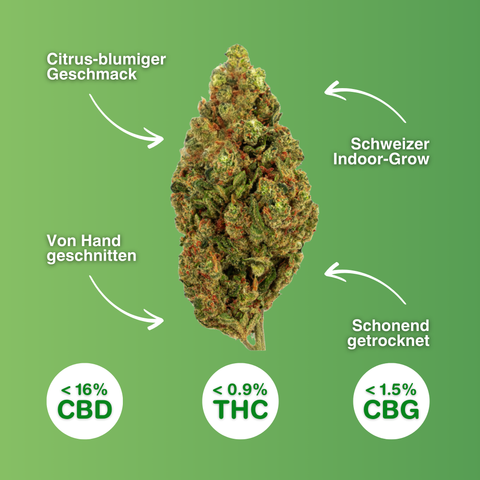 Passion Kush - CBD Blüten Indoor