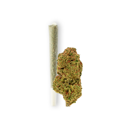 Produktfoto von Green Passion: Vorgerollter Joint neben einer grossen frischen, grünen CBD-Blüte der CBD Sorte Maui Wowy. Das Bild zeigt die Qualität und Frische des Produkts auf einem weißen Hintergrund.
