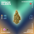 Space Queen CBD-Blüte mit 14% CBD, 0.7% THC und 0.6% CBG, blumig-erdiges Aroma, Schweizer Indoor-Anbau, Terpenprofil: Myrcene, Bisabolol, Caryophyllene.