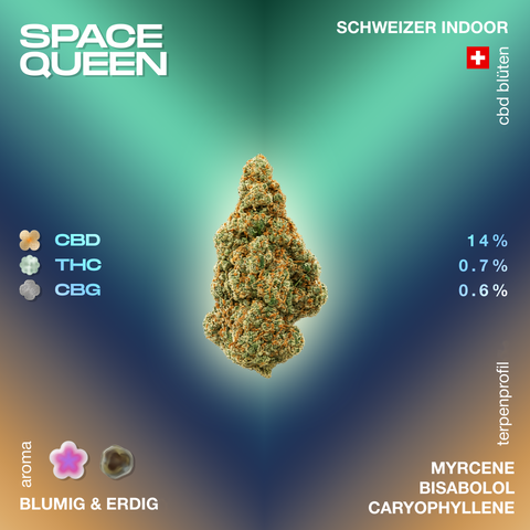 Space Queen CBD-Blüte mit 14% CBD, 0.7% THC und 0.6% CBG, blumig-erdiges Aroma, Schweizer Indoor-Anbau, Terpenprofil: Myrcene, Bisabolol, Caryophyllene.