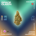 Image of Space Queen CBD flower with percentages of CBD, THC, and CBG, and flavor profile described as floral and earthy.