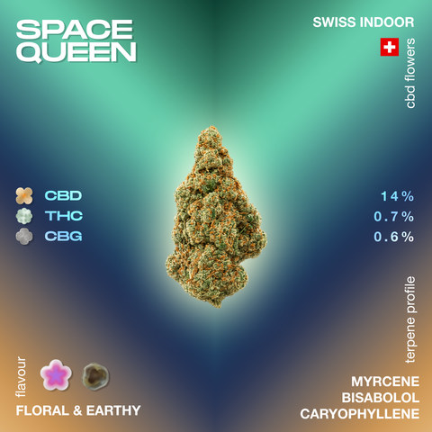Image of Space Queen CBD flower with percentages of CBD, THC, and CBG, and flavor profile described as floral and earthy.