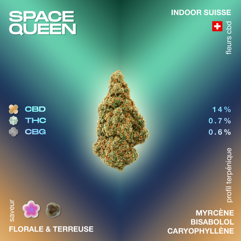 Fleur de CBD Space Queen avec un profil terpénique myrcène, bisabolol et caryophyllène, saveur florale et terreuse, 14% CBD, 0.7% THC, 0.6% CBG.