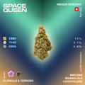 Fiore di Space Queen con profilo terpenico di mircene, bisabololo e cariofillene, gusto floreale e terroso, 14% CBD, 0.7% THC, 0.6% CBG.