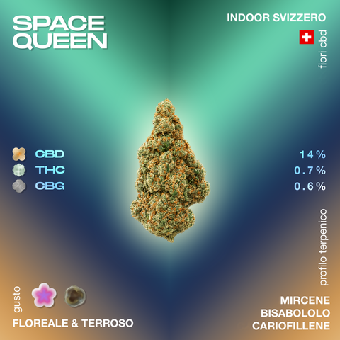 Fiore di Space Queen con profilo terpenico di mircene, bisabololo e cariofillene, gusto floreale e terroso, 14% CBD, 0.7% THC, 0.6% CBG.