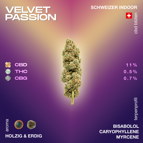 Velvet Passion CBD-Blüte mit 11% CBD, 0.5% THC und 0.7% CBG, holzig-erdiges Aroma, Schweizer Indoor-Anbau, Terpenprofil mit Bisabolol, Caryophyllene, Myrcene.