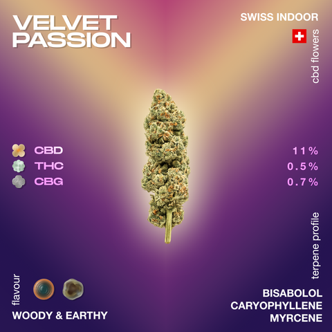 Velvet Passion CBD flower with details on CBD, THC, and CBG content, flavor profile, and terpenes on a gradient background.