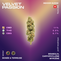 Fleur de CBD Velvet Passion avec un profil terpénique boisé et terreux, contenant 11% de CBD, 0,5% de THC et 0,7% de CBG, cultivée en intérieur en Suisse.