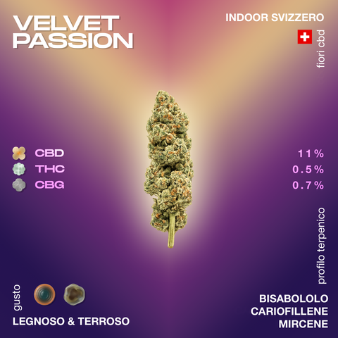 Fiore di Velvet Passion con profilo terpenico di bisabololo, cariofillene e mircene. Contenuto di CBD 11%, THC 0,5%, CBG 0,7%. Gusto legnoso e terroso.