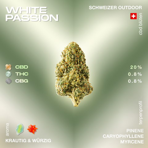 Weed-Blüte der Sorte White Passion mit Angaben zu CBD, THC und CBG Gehalt sowie einem krautigen und würzigen Aroma.