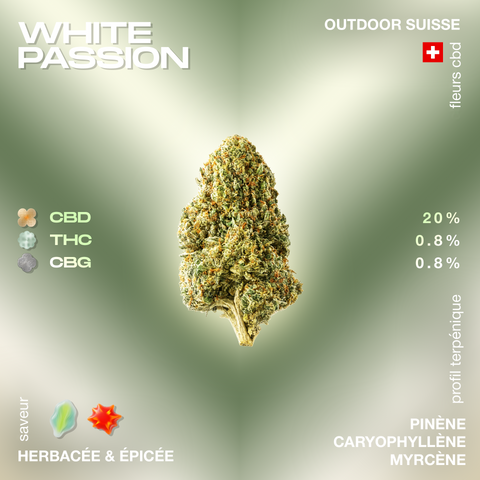 Fleur de CBD White Passion avec 20% de CBD, saveur herbacée et épicée, profil terpénique de pinène, caryophyllène et myrcène.