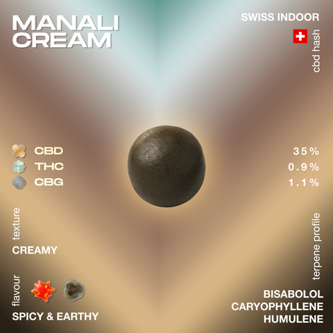A spherical piece of Manali Cream CBD hash with creamy texture, spicy and earthy flavor, and a terpene profile including bisabolol, caryophyllene, and humulene.