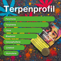 Terpene profile of Old School CBD Hash Indoor, colorful leaves in the background, product packaging and hash ball visible.