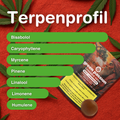 Profil terpénique du hash CBD Red Lebanese sur fond rouge avec des feuilles de chanvre et l’emballage, mettant en avant des terpènes comme le bisabolol et le limonène.