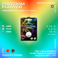 Confezione di semi di cannabis Freedom Flower di Green Passion, con genetica svizzera, 60% sativa e 40% indica, aroma speziato e terroso.