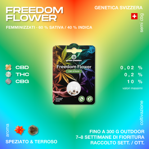 Confezione di semi di cannabis Freedom Flower di Green Passion, con genetica svizzera, 60% sativa e 40% indica, aroma speziato e terroso.