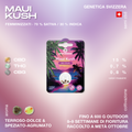 Confezione di semi di cannabis CBD Maui Kush, con genetica svizzera, 70% Sativa e 30% Indica, aroma terroso-dolce e speziato-agrumato.