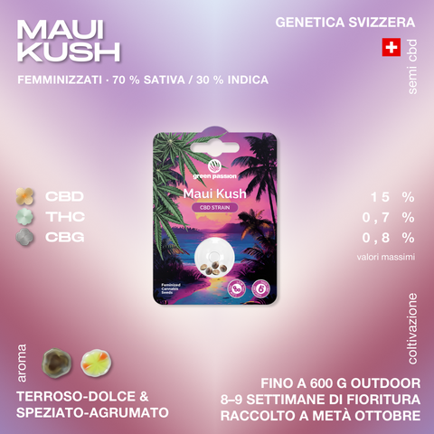 Confezione di semi di cannabis CBD Maui Kush, con genetica svizzera, 70% Sativa e 30% Indica, aroma terroso-dolce e speziato-agrumato.