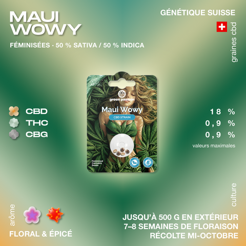 Emballage de graines de cannabis CBD Maui Wowy, féminisées, avec un design vert et des informations sur le pourcentage de CBD, THC et CBG.