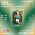 Confezione di semi di cannabis CBD Maui Wowy di Green Passion, con dettagli su genetica svizzera, percentuali di CBD, THC e CBG, e aromi floreali e speziati.