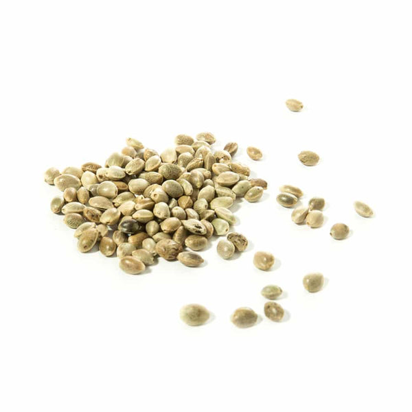 CBD Samen Schweiz: Hanfsaatgut aus EU-Katalog  Green Passion