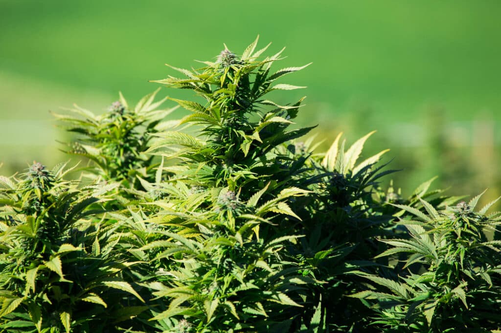 Informationen über Cannabis & CBD
