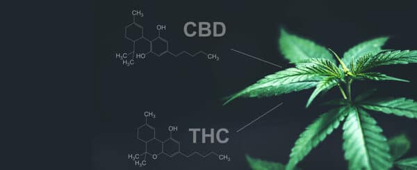 Cannabis Blüten mit hohem CBD oder THC-Gehalt wählen